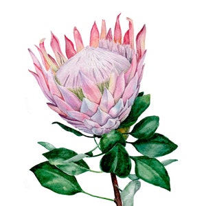 Dipinto originale ad acquerello di Protea, arte botanica, arte murale di Protea, dipinto di natura morta floreale, belle arti di fiori tropicali, opere d'arte da cucina
