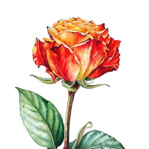 Red rose original painting, watercolor botanical artwork, rose wall art, floral still life fine art, birth flower gift, summer flower art