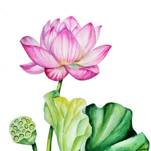 Lotus original watercolor painting, birth flower gift artwork, water lily fine art, floral wall art, botanical wall art, waterlily artwork
