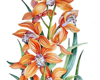 Original Aquarell Malerei, orange Orchidee, Botanische Kunst