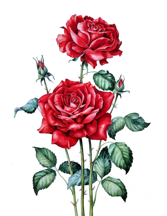 赤いバラのオリジナル水彩画、バラの壁掛けアート、花の静物画、夏の花