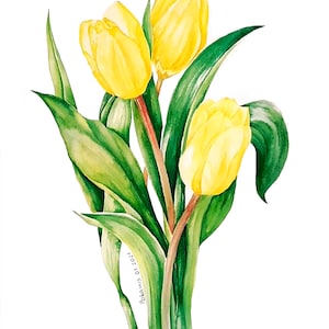 Acquerello originale di tulipani, arte botanica murale, natura morta floreale, arte floreale murale, illustrazione di fiori, belle arti da cucina