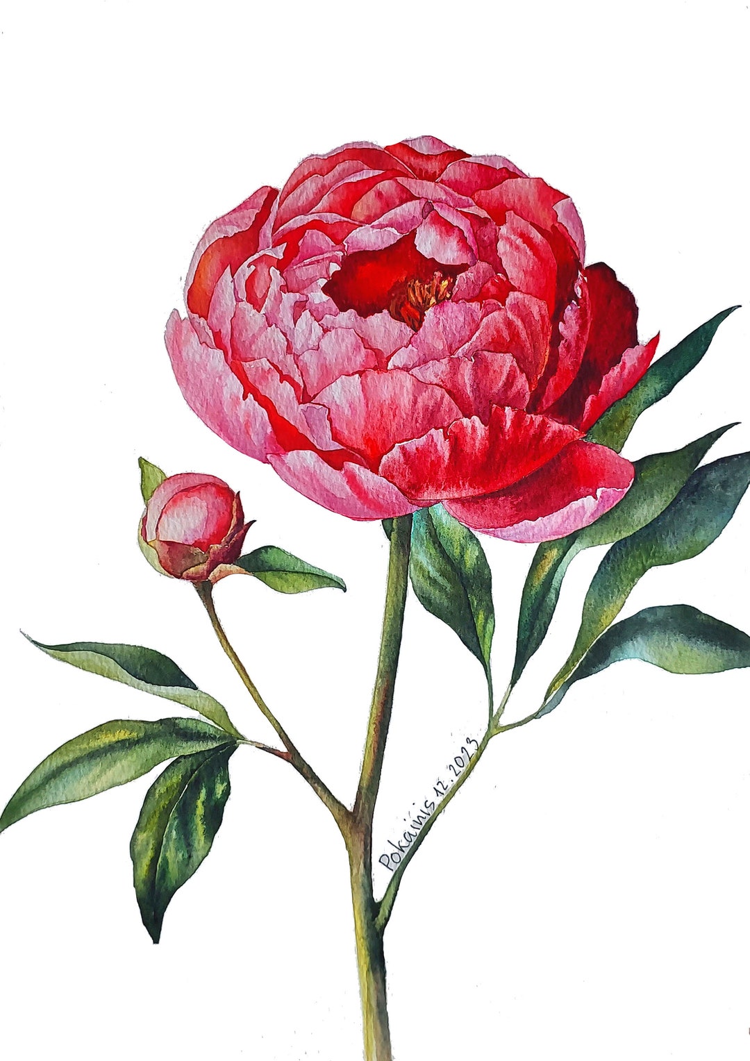 オリジナル水彩画、珊瑚牡丹の壁アート、ピンクの牡丹の絵画、花の壁