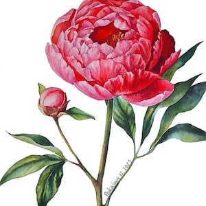ORIGINAL watercolor painting, coral peony wall art, pink peony painting, floral wall art, 11x8 watercolor painting, botanical wall art