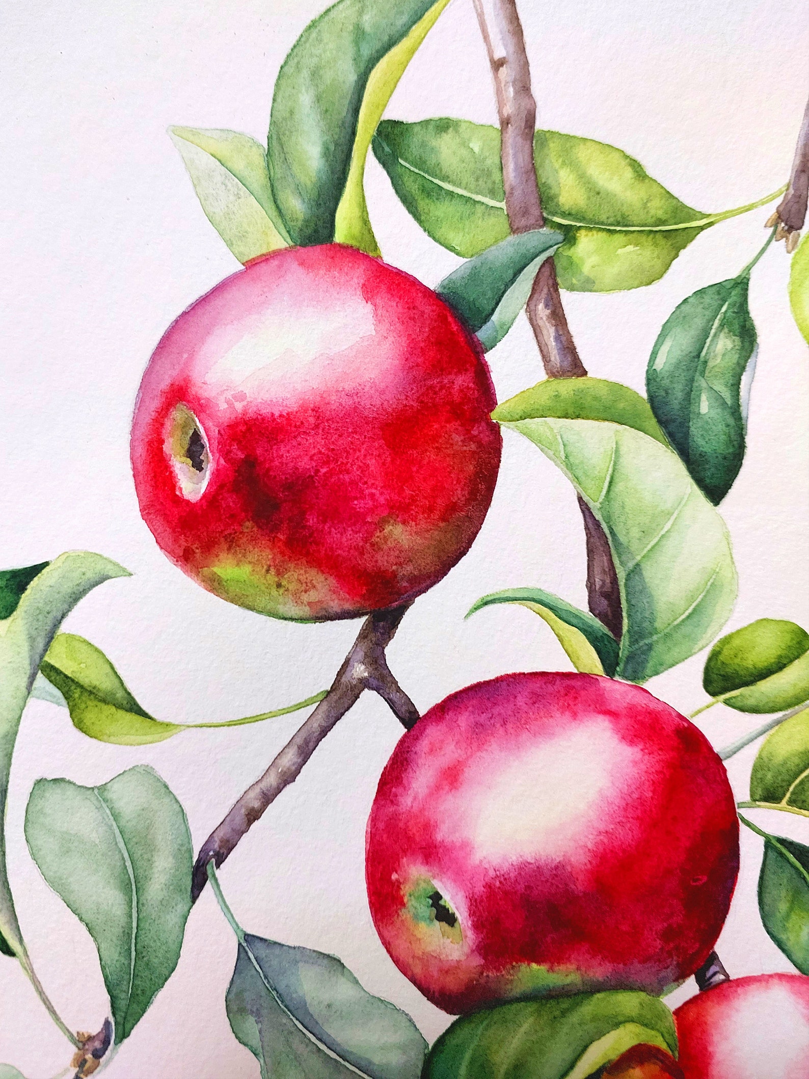Original Red Apple Watercolor Painting, Botanical Still Life Art - Etsy