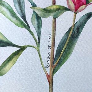 K&ouml;nnte beinhalten: Aquarellmalerei von rosa Pfingstrosen mit gr&uuml;nen Bl&auml;ttern und Stielen. Das Gem&auml;lde ist signiert mit "Pokainis 08.2023".