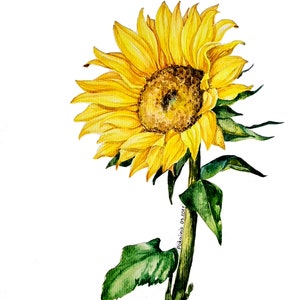 Dipinto ad acquerello originale, opera d'arte botanica di natura morta floreale, opera d'arte murale di girasoli, belle arti di fiori gialli, belle arti originali da cucina