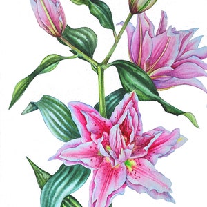 Dipinto originale ad acquerello di giglio, natura morta floreale, belle arti floreali, pittura murale floreale, dipinto di fiori rosa, arte murale botanica, giglio ad acquerello