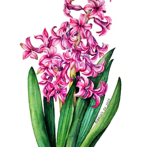 Dipinto originale ad acquerello floreale, arte murale con fiori rosa, dipinto ad acquerello di giacinto, belle arti con natura morta floreale, opera d'arte botanica