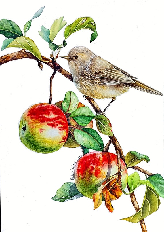オリジナルアートワーク、水彩画の鳥の絵、リンゴの絵、枝に止まった鳥