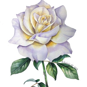 Dipinto ad acquerello di rose ORIGINALE, arte murale di rose bianche, opera d'arte botanica, natura morta floreale, regalo di fiori di nascita, arte dipinta a mano di fiori