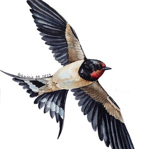 Swallow original watercolor painting, wild bird artwork, barn swallow wall art, flying bird, birdwatcher gift, A4 watercolor art