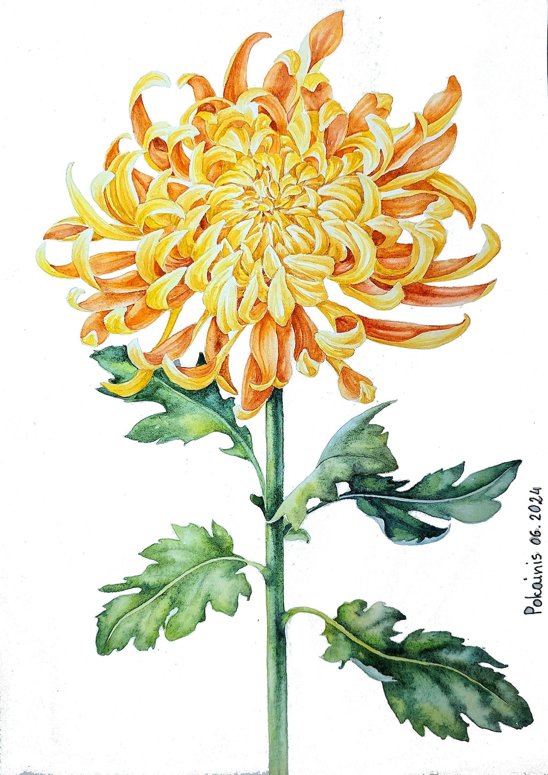 菊の絵画、オリジナルの花の水彩画、8x11 - Etsy 日本