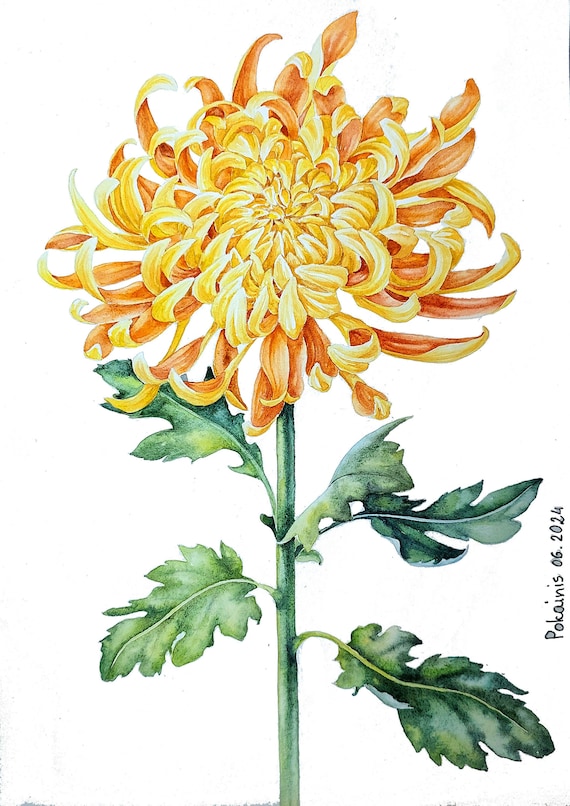菊の絵画、オリジナルアートワーク、一輪の花の水彩画、誕生花の