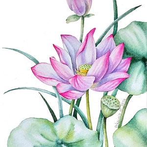 Lotus original watercolor painting, pink lotus wall art, tropical flower art, floral small painting, water lily fine art, botanical artwork