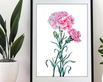 カーネーション　水彩画　植物画 楽天市場】☆ 楽天ランキング1位入賞 ☆カーネーション