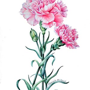 Dipinto ad acquerello ORIGINALE, dipinto di garofani, arte murale di natura morta floreale, opera d'arte botanica, belle arti di fiori rosa, arte originale da cucina