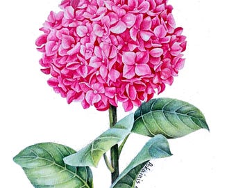 Original Hydrangea Watercolor Painting, Botanical Wall Art, 8x11 A4