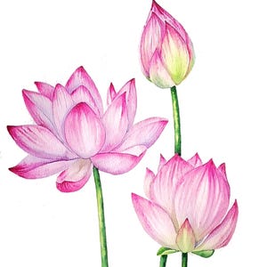 Dipinto ad acquerello originale di loto, opera d'arte di ninfee, arte murale botanica, belle arti di stagni di ninfee, belle arti di ninfee rosa, arte di fiori tropicali