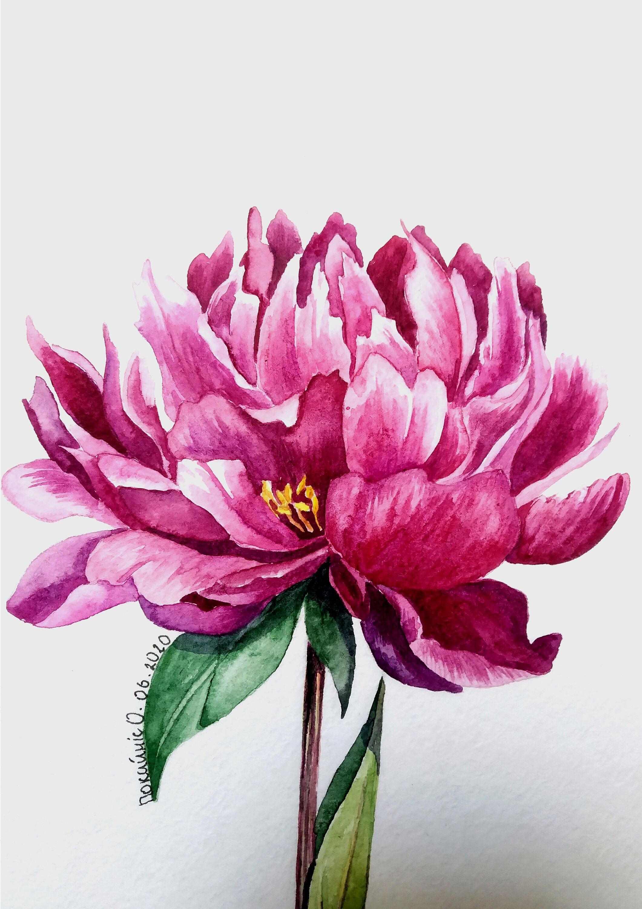 ORIGINAL Aquarell Malerei Pink Pfingstrose Zeichnung Etsy