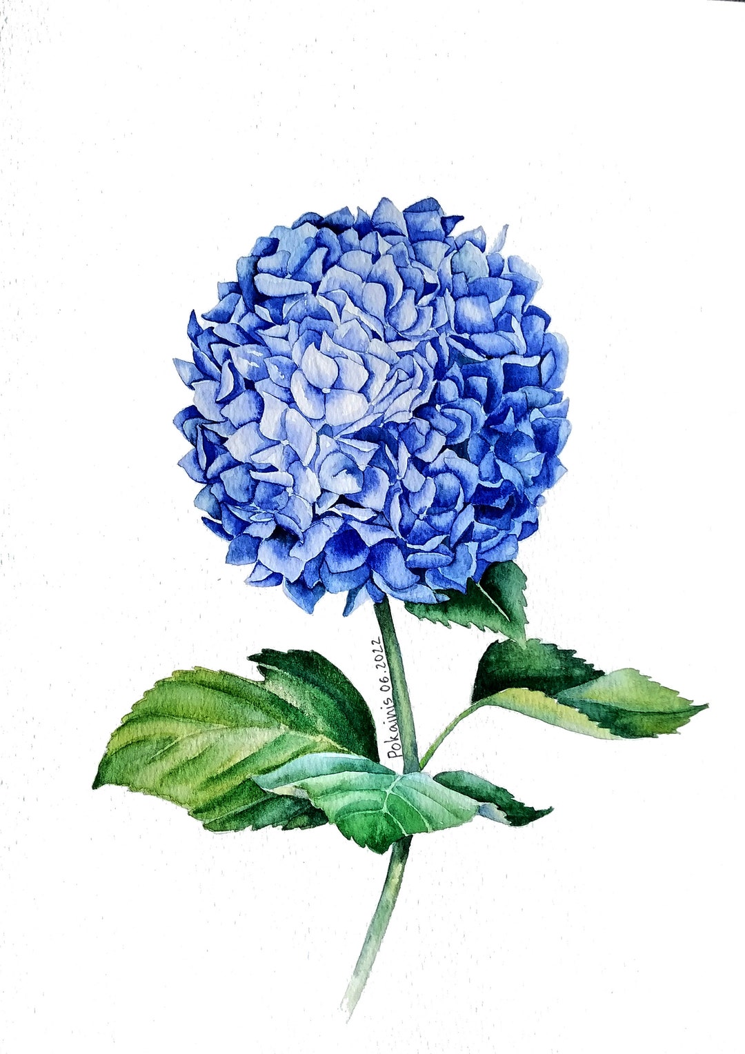 ORIGINAL Watercolor Painting, Blue Hydrangea Painting, Botanical