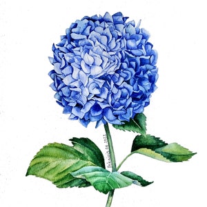 ORIGINAL watercolor painting, blue hydrangea painting, botanical artwork, chic minimalist art, dusty blue flower, A4 watercolor art