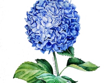 Blue Hydrangea Watercolor Painting, Botanical Art, A4 Unframed