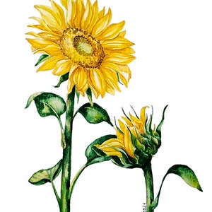 Dipinto ad acquerello originale, opera d'arte botanica, dipinto di natura morta floreale, belle arti di fiori estivi gialli, arte murale originale floreale da cucina