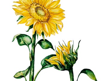Sunflower painting, sunflower wall art, original watercolor painting, watercolor sunflower, botanical artwork, floral still life painting