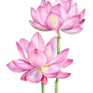 Oryginalny obraz akwarelowy Lotus przedstawiający lilię wodną, sztuka botaniczna na ścianę, sztuka stawu z liliami wodnymi, sztuka różowej lilii wodnej, sztuka kwiatów tropikalnych