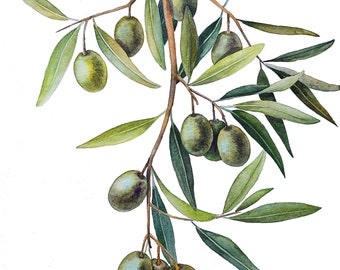 ORIGINAL watercolor painting, olive wall art, food illustration, greece watercolor, plant watercolor art, olive tree painting, olive branch