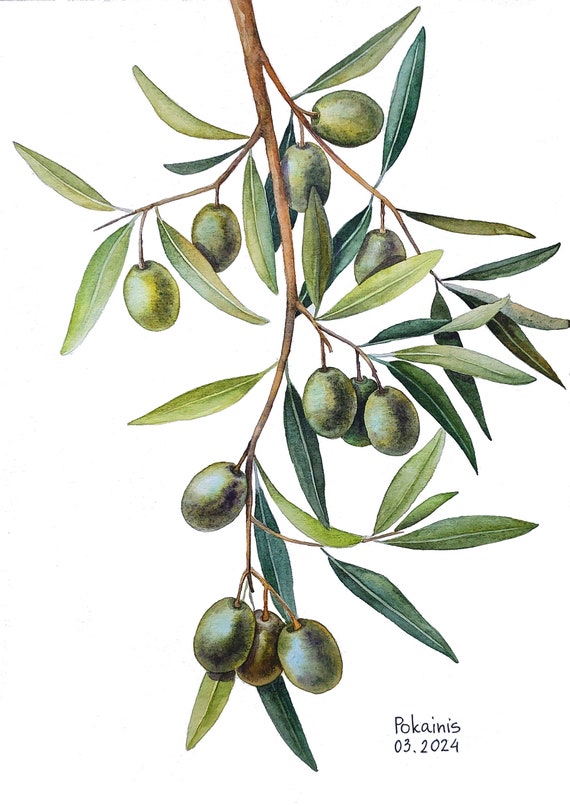 植物画　額入り ハーブ オリーブ イタリア 水彩画 オリーブの実 オリーブの枝のオリジナル水彩画、食べ物のイラスト、ギリシャの植物の