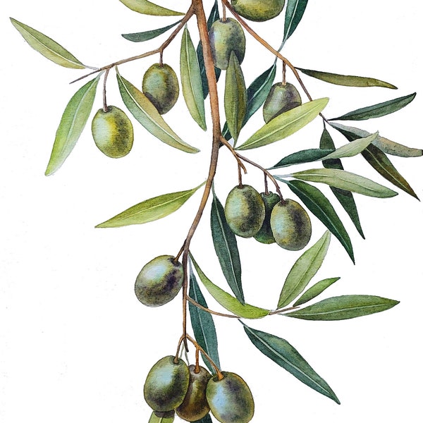 ORIGINAL watercolor painting, olive wall art, food illustration, greece watercolor, plant watercolor art, olive tree painting, olive branch