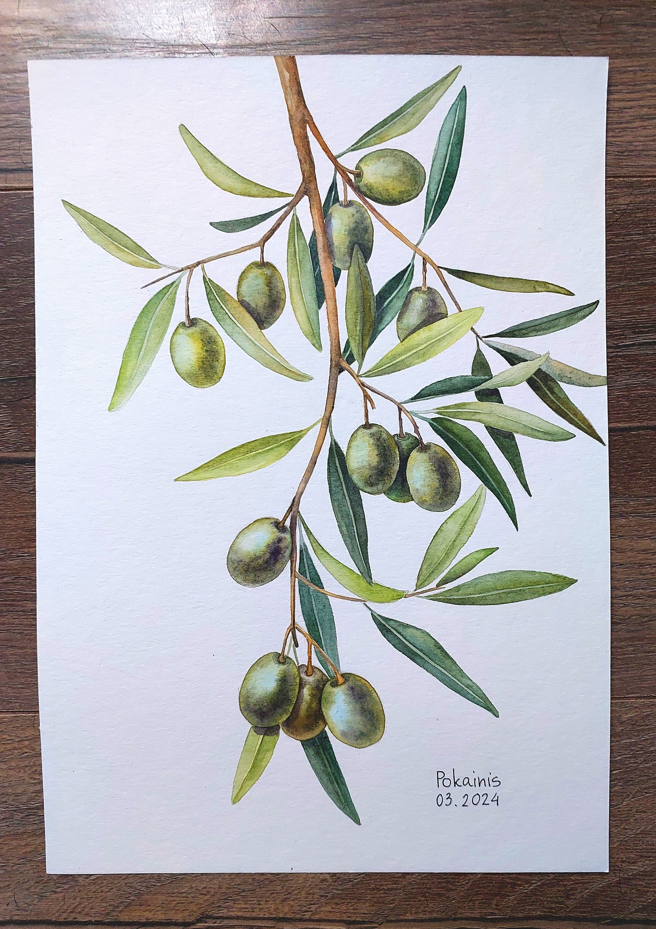 オリーブの枝のオリジナル水彩画、食べ物のイラスト、ギリシャの植物の
