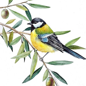 Pintura de acuarela original Titmouse Yellow Bird, obra de arte de herrerillo en una rama de olivo, arte de pared de pájaros, regalo para observadores de aves, regalo de pájaro inferior, bellas artes