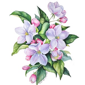 Dipinto ad acquerello ORIGINALE, arte murale botanica, dipinto floreale, dipinto di mele, arte murale con fiori di melo, fiori ad acquerello, fiori primaverili