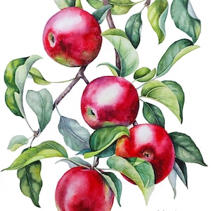 Dipinto originale di mele ad acquerello, opera d'arte di mele rosse, natura morta di frutta, acquerello da giardino, mele su un ramo, arte murale, cucina, arte originale