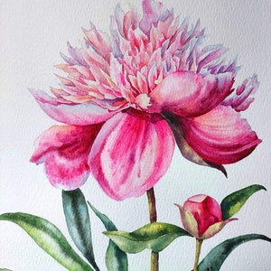 K&ouml;nnte beinhalten: Ein Aquarellbild einer rosa Pfingstrose mit gr&uuml;nen Bl&auml;ttern. Die Blume ist in voller Bl&uuml;te und hat ein zartes, geschichtetes Aussehen. Das Bild ist signiert und datiert mit "08. 2023".