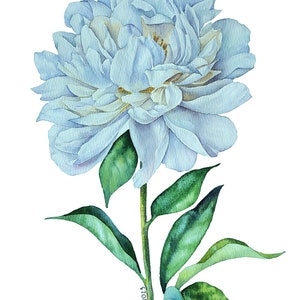 ORIGINAL Aquarell, weiße Pfingstrose, Geburtsblume, Geburtsblume, botanische Wandkunst, Blumen Aquarell, Pfingstrose, rosa Pfingstrose