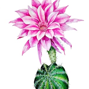 Original Aquarell Gemälde, botanischer Kaktus, florales Kunstwerk, Kaktus, Kaktus, florales Kunstwerk