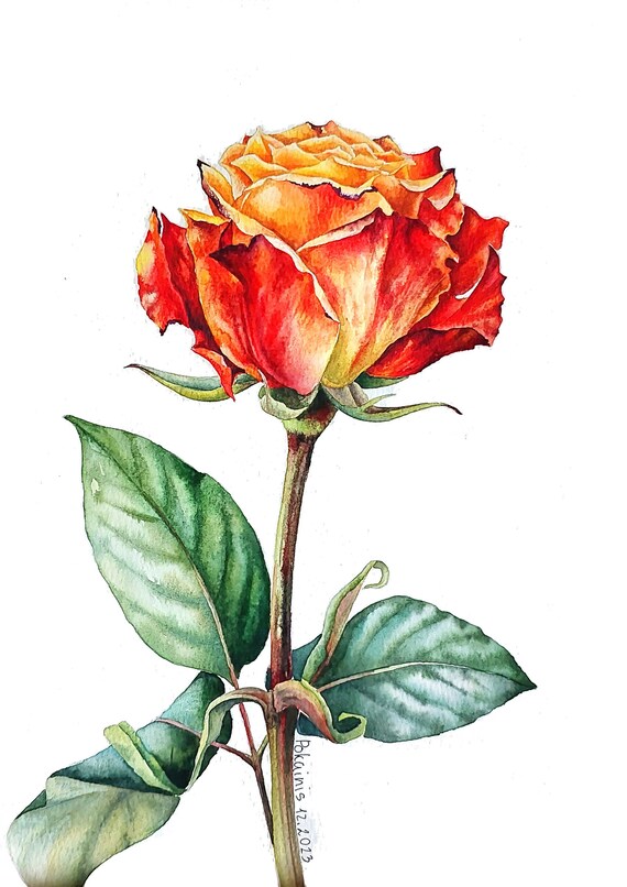 Watercolor Rose Red
