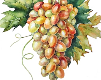 オリジナルの水彩画「ブドウの木のブドウ」9