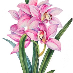 ORIGINAL watercolor painting, orchid painting, tropical flower wall art, pink flower painting, floral watercolor painting, tropical wall art