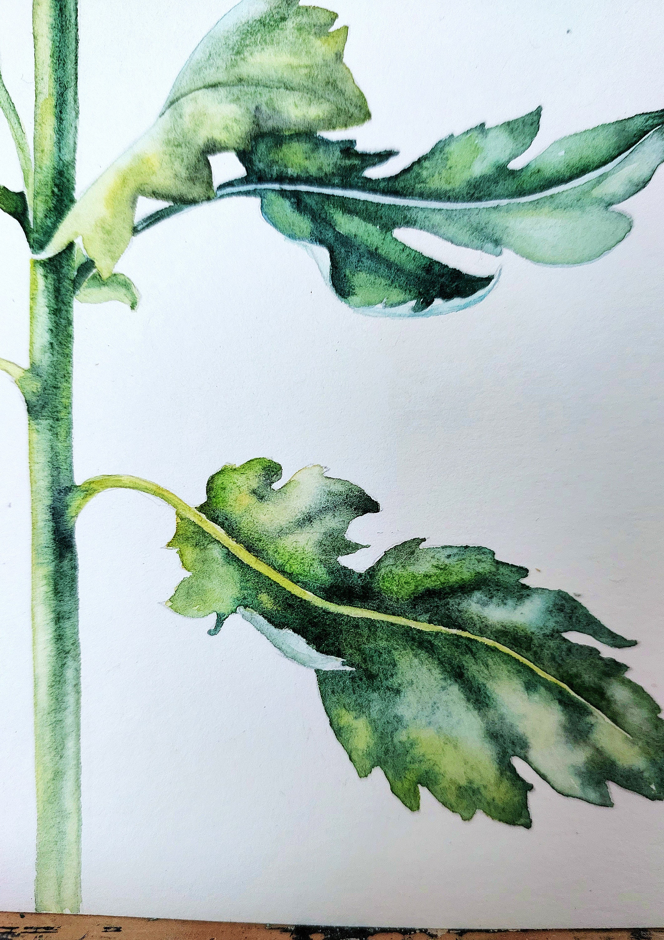 菊の絵画、オリジナルの花の水彩画、8x11 - Etsy 日本