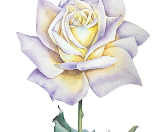 ORIGINAL watercolor painting,  white rose wall art, botanical illustration, floral painting, watercolor rose, birth flower gift, flower art