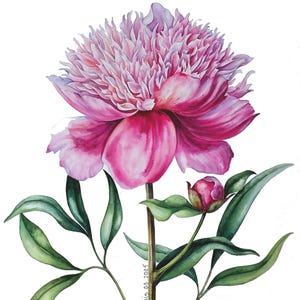 Rosa Pfingstrose Original Aquarell Malerei, Blumen Stillleben Wandkunst, Pfingstrose Knospe Fine Art, Aquarell Blumen Kunstwerk