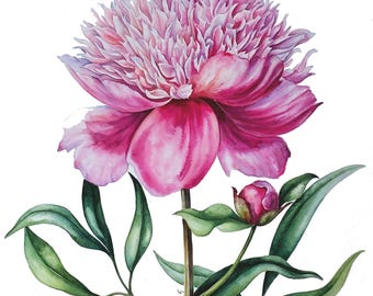 Rosa Pfingstrose Original Aquarell Malerei, Blumen Stillleben Wandkunst, Pfingstrose Knospe Fine Art, Aquarell Blumen Kunstwerk