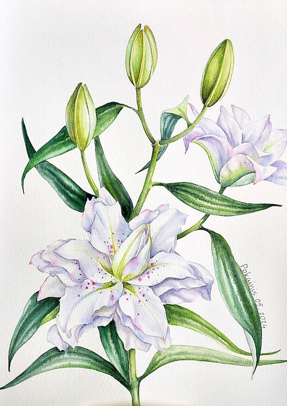 dark lily flower Asiatic Lily Blacklist