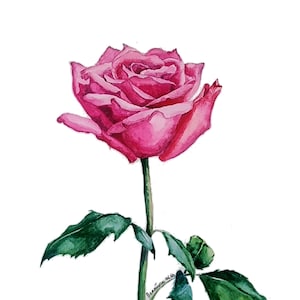 Dipinto originale ad acquerello di una rosa rossa, arte murale floreale, arte murale botanica, natura morta floreale, rosa ad acquerello, belle arti moderne
