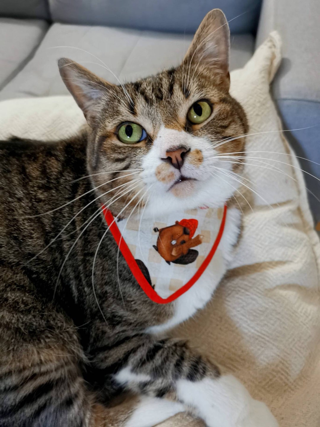 Dog Bandana Pet Neckwear Cat Bandana Velcro Pet Bandana Etsy